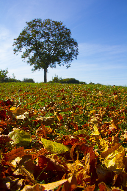 L'automne ...