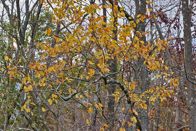 In Your Face – Kittatinny Valley State Park, Andover, New Jersey