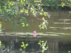 Lotus dans la douve nord de Banteay Srei.