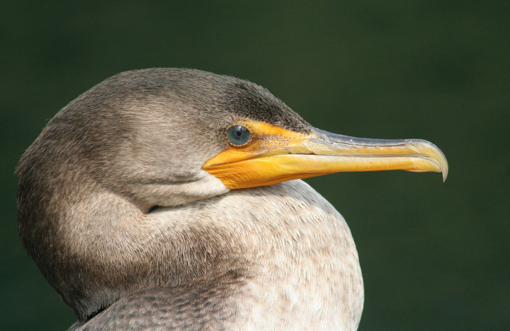 cormoran