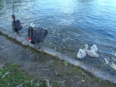 black swan singlets