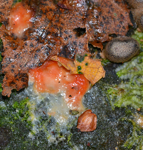 Slime Mould