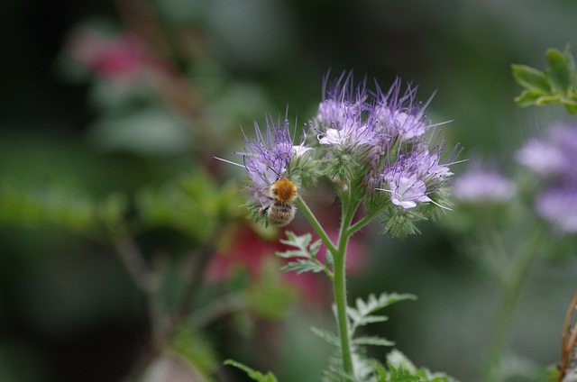 Mon petit jardin