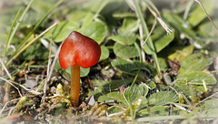 Le petit champignon rouge