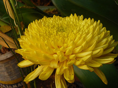 Flor amarilla emergiendo