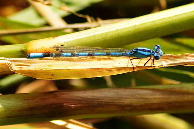 Common Bluet (Enallagma cyathigerum) (6)