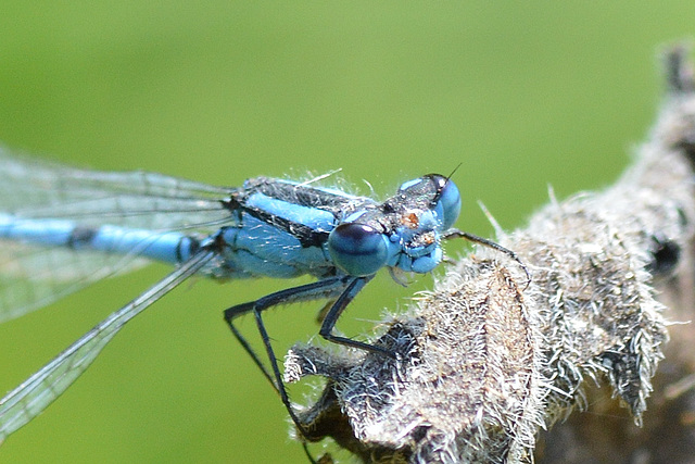 Common Bluet (Enallagma cyathigerum)