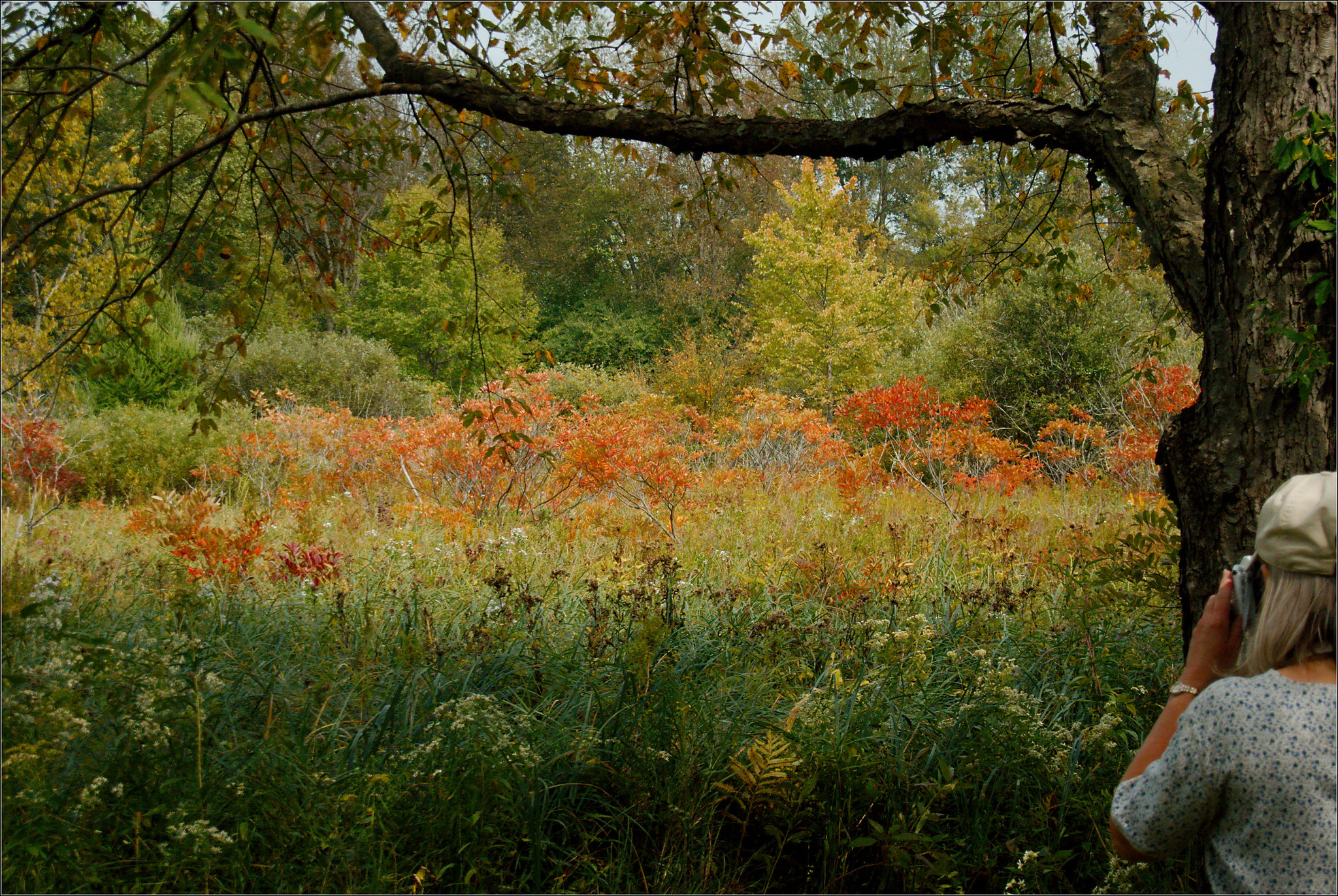 Fall Color, with Joan