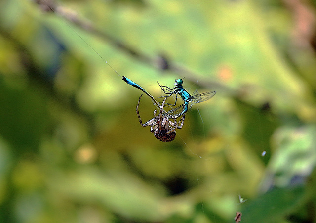 A Dieu ma demoiselle