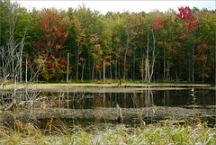 View of the Pond