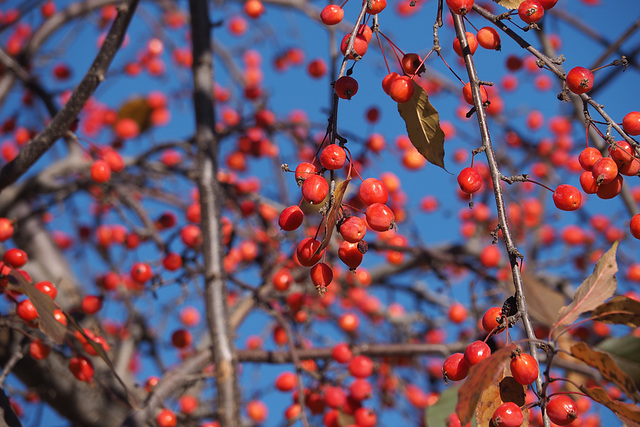 Who Needs Leaves? Crab Apples.