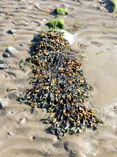 Seaweed