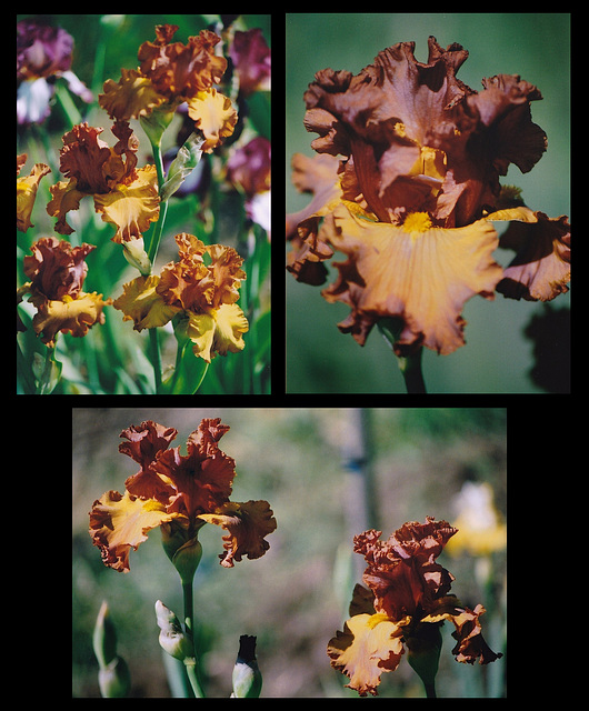 Iris Lumière d'Automne