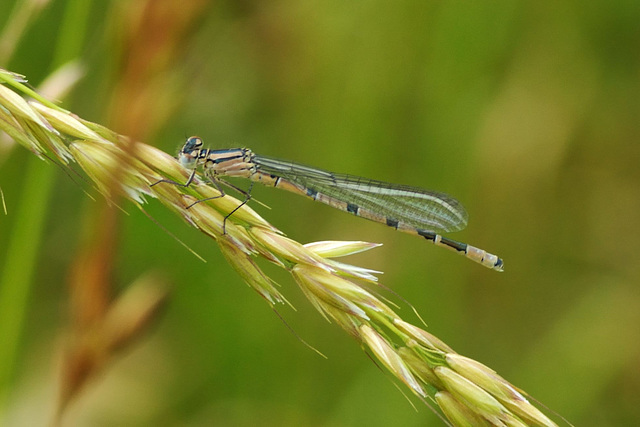 Common Bluet immature (Enallagma cyantherium)