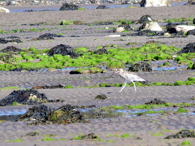 Curlew on the beach