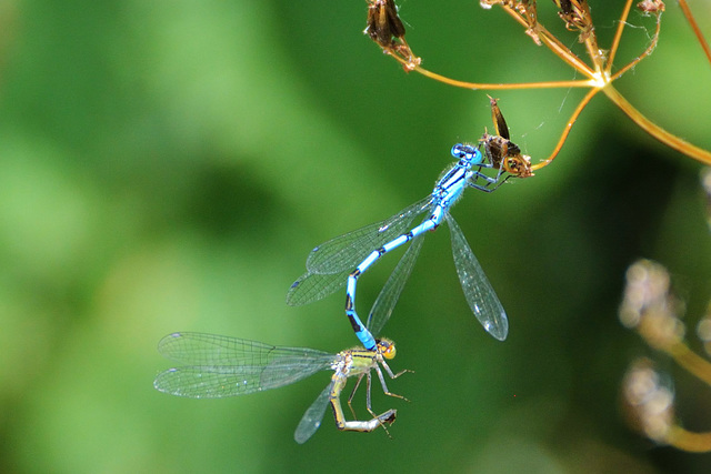 Common Bluet in copula (Enallagma cyathigerum)