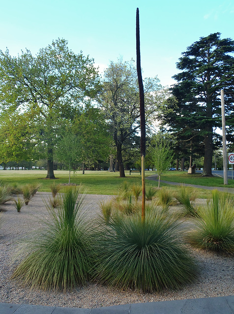 grass tree seed head