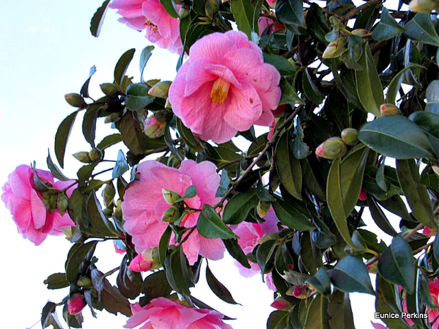 My Camellias.