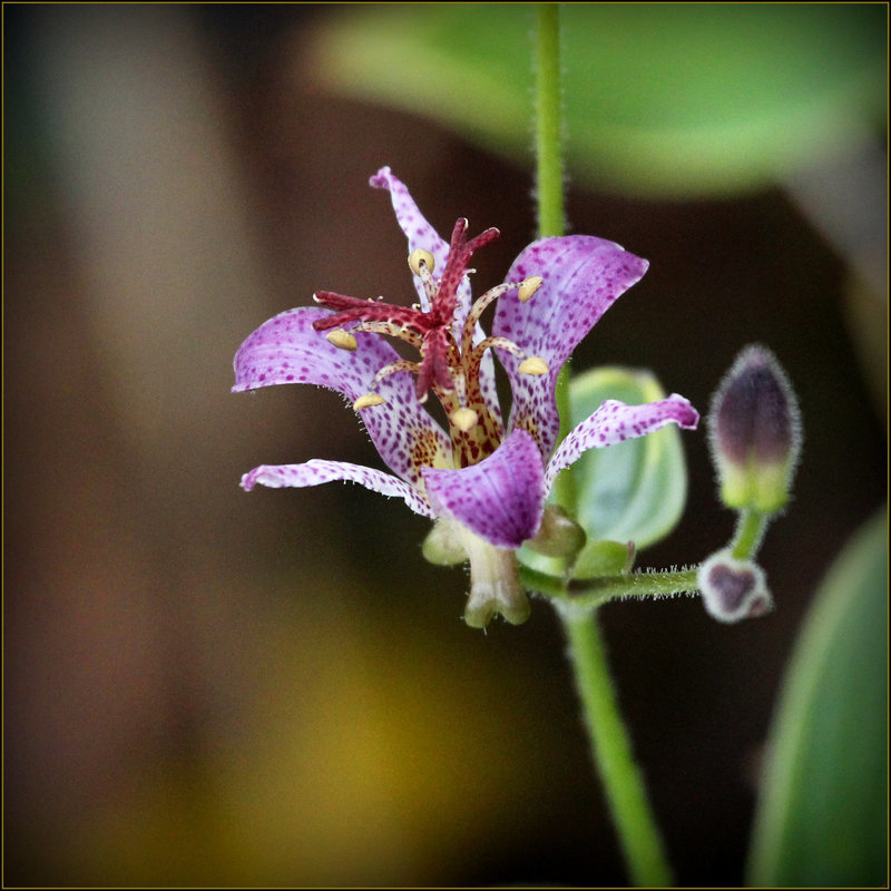 Tricyrtis