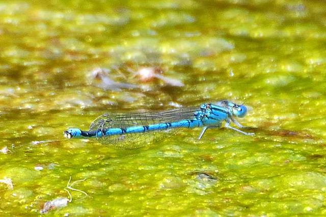 Common Bluet m (Enallagma cyathigerum)