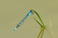 Common Bluet m (Enallagma cyathigerum)