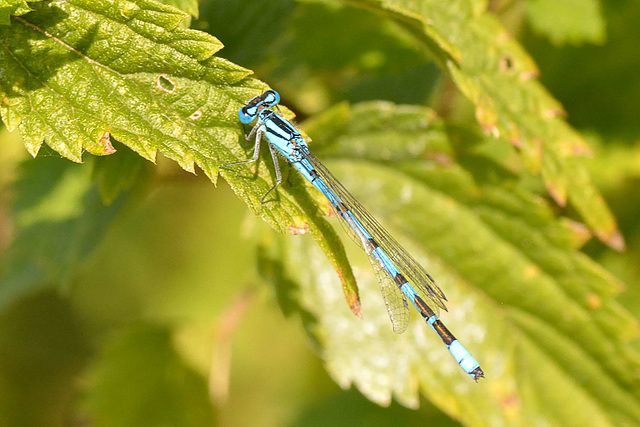 Common Bluet m (Enallagma cyathigerum)