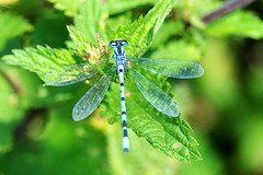 Common Bluet m teneral (Enallagma cyathigerum)