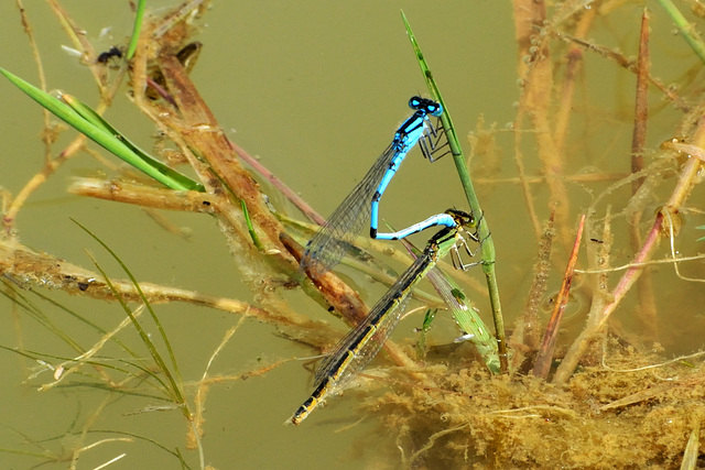 Common Bluet m+f in cop (Enallagma cyantherium)