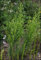 Conyza canadensis (4)