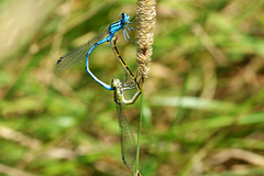 Common Bluet m+f in cop (Enallagma cyantherium)