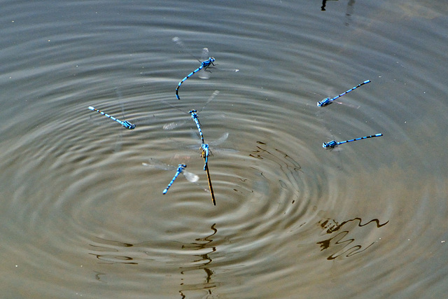 Common Bluet swarm (Enallagma cyathigerum)