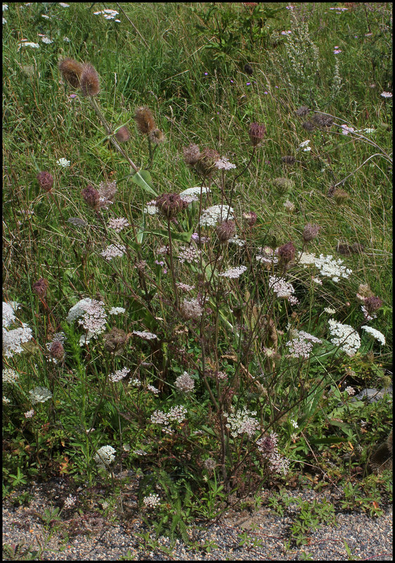 Daucus carotta (2)