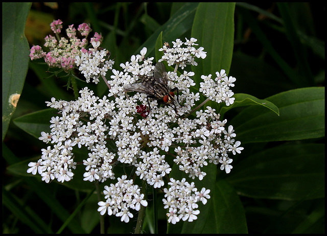 Daucus carotta (5)