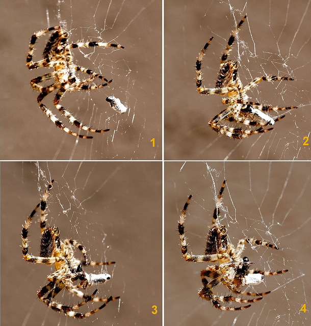 Kreuzspinne greift auf früher gemachte und 'konservierte' Beute zu. ©UdoSm