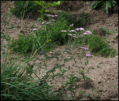 Achillea millefolium