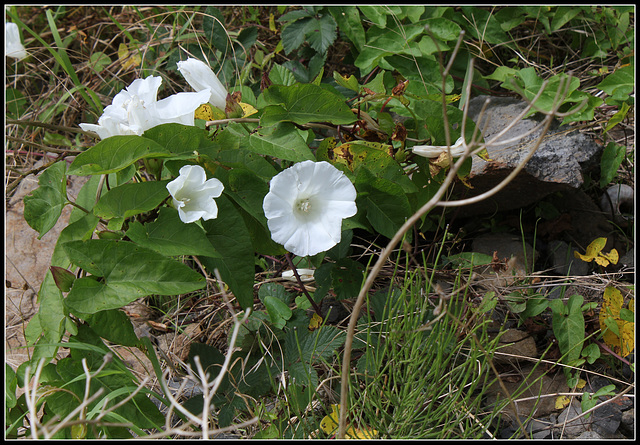 Calystegia sepium