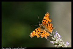 Papillon Robert le diable DSC09530