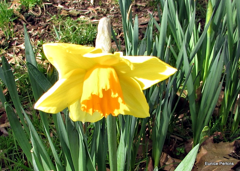 Daffodil