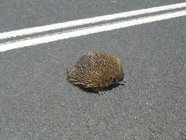 An Echidna crosses the road