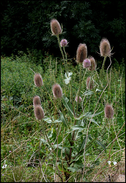 Cardère-Dipsacus fullonum (2)