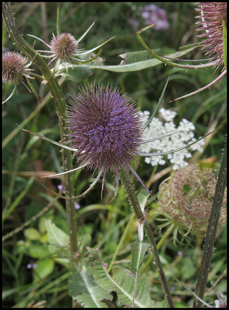 Cardère-Dipsacus fullonum (3)