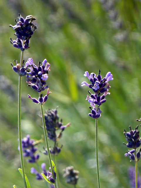 Lavanda di fine esate