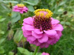 Zinnien