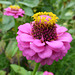 Zinnien