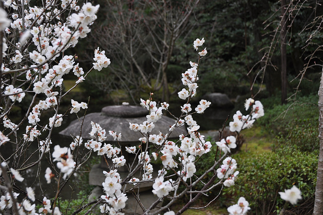 fleurs de cerisiers, jardin Heian-Jingu