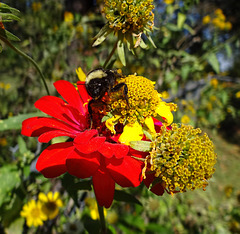 Bumble Bee on Zinnia & Sunflowers