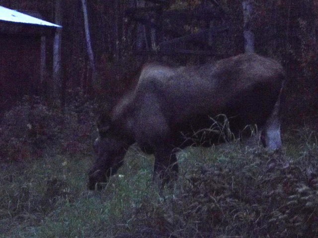 evening moose