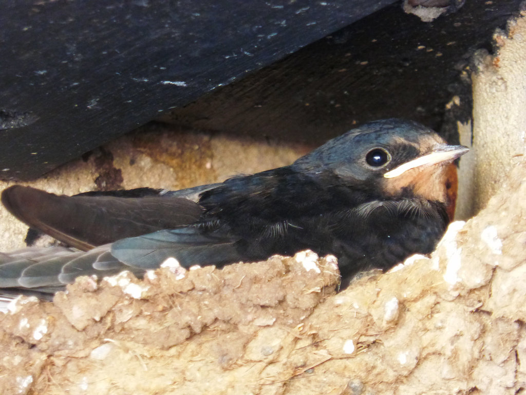 Young swallow ready to leave the nest