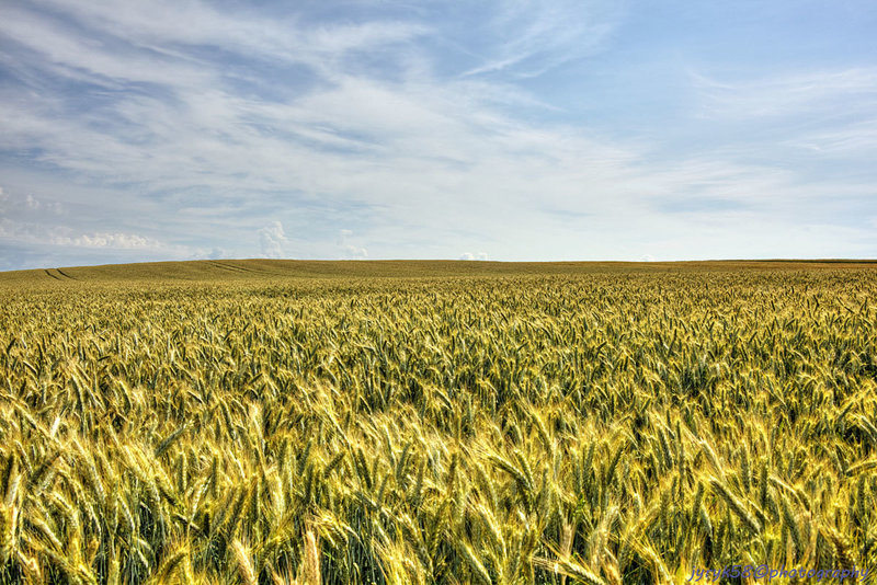 Field & Sky 4