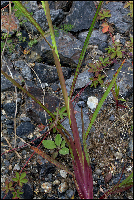 Echinochloa muricata